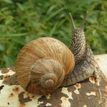 snails-214765_640